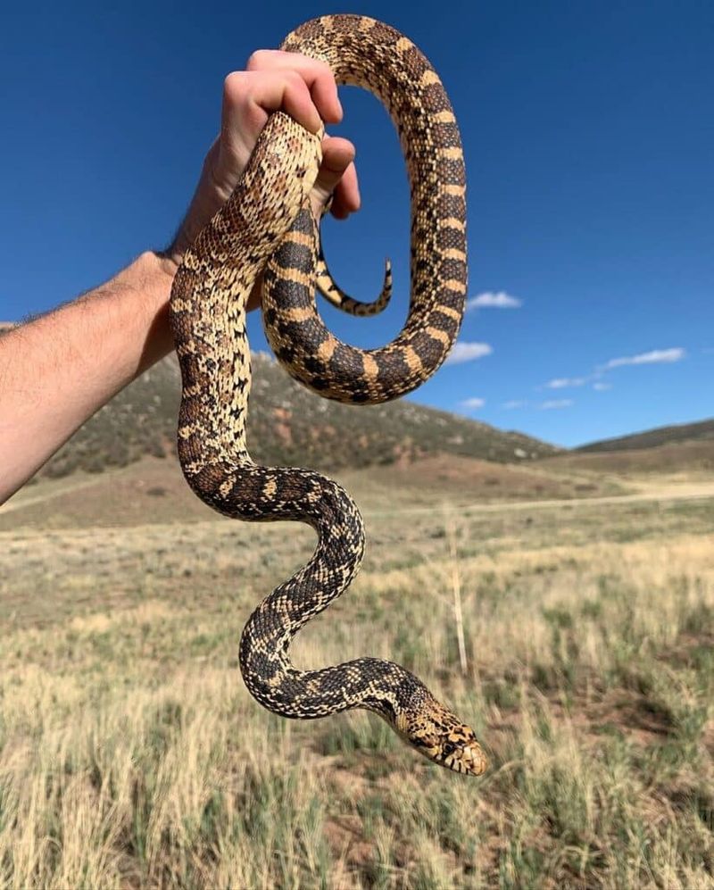 Wyoming – Bullsnake