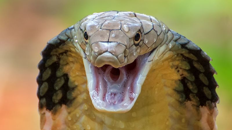 Venomous Snakes