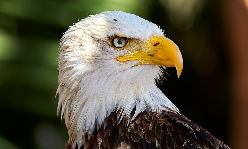 Eagle: The Spiritual Messenger
