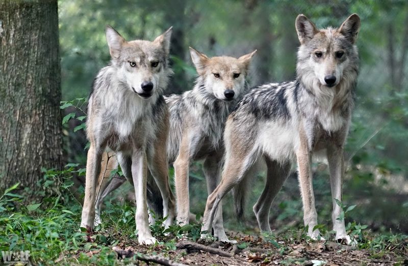 A Recovery Threatened By Illegal Poaching
