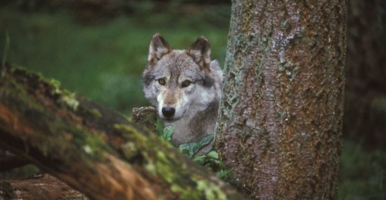 Wolves Are Recovering In The U.S., So Why Are They Still Being Hunted?