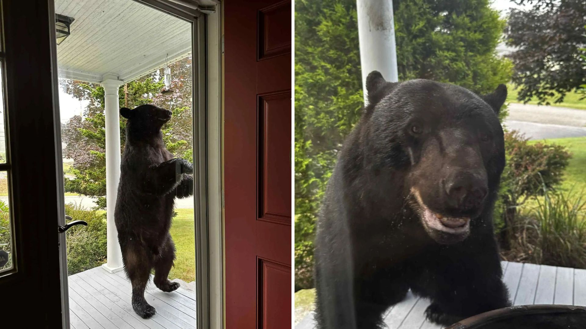 black bear