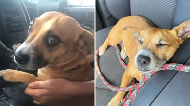 Woman Rescues A Chained Backyard Puppy In Virginia And Discovers Something Special