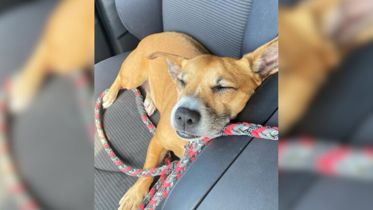 chained puppy
