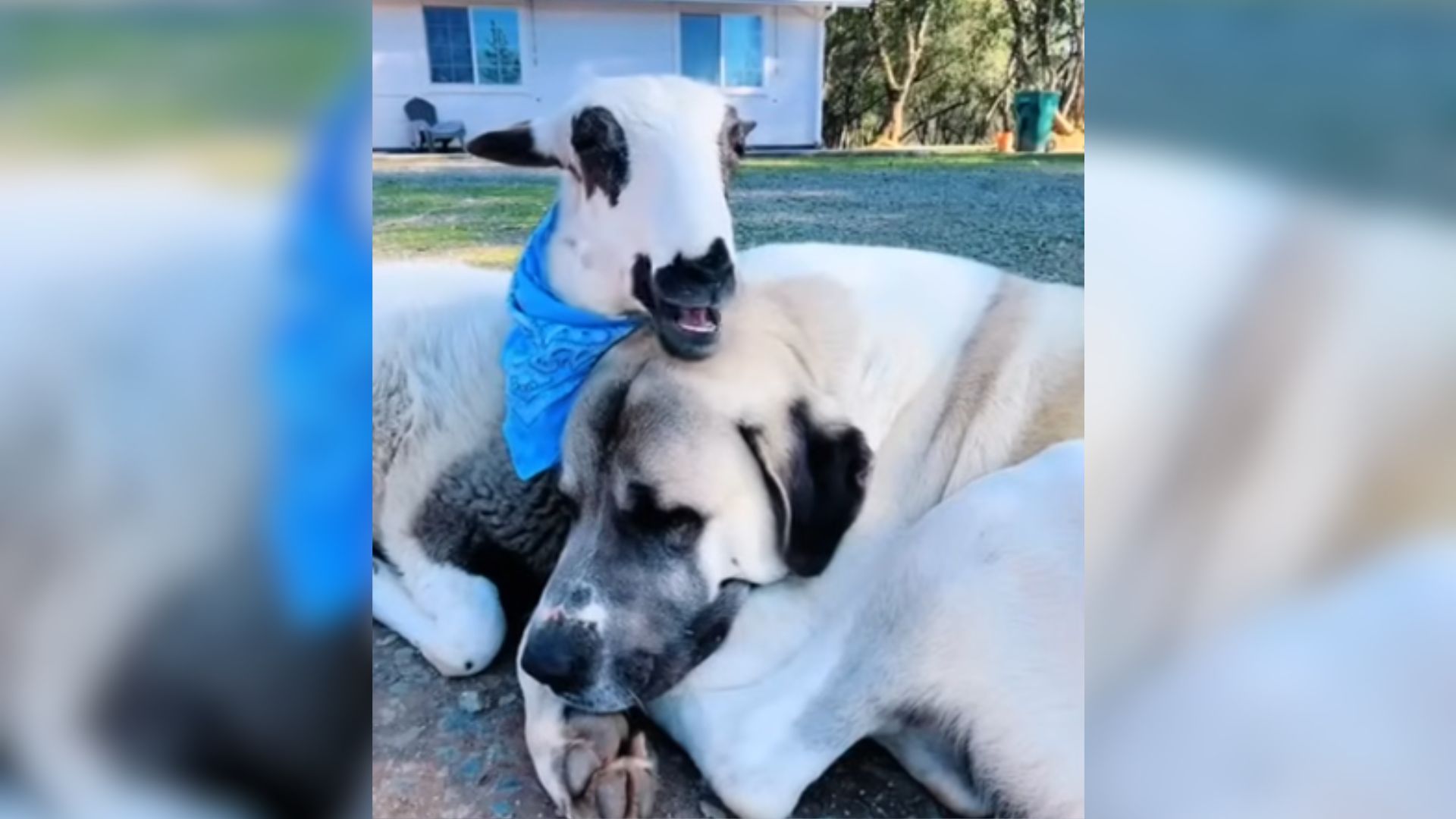 dog and lamb