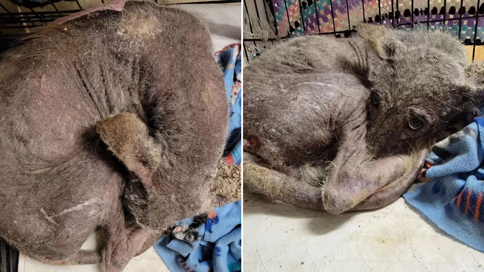 strange animal