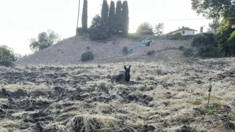 animal on hillside