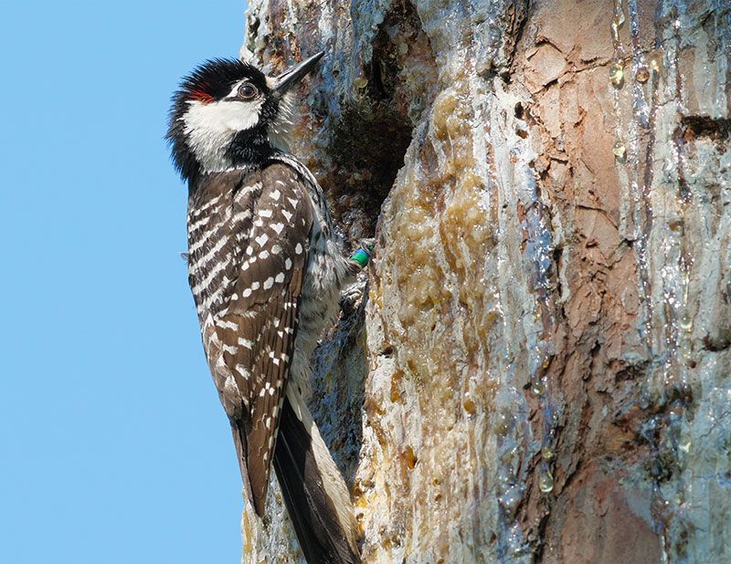 Red-Cockaded Woodpecker