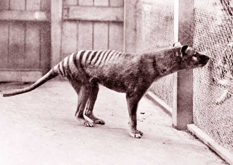 Tasmanian Tiger