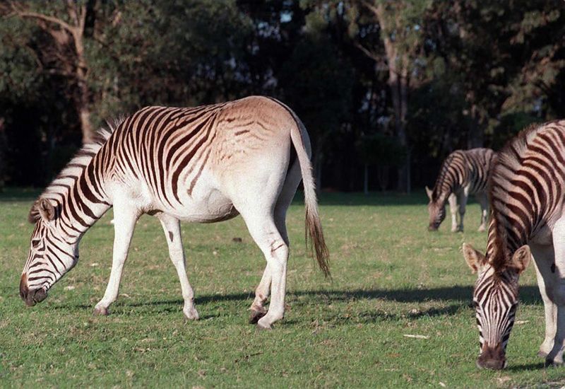 Quagga