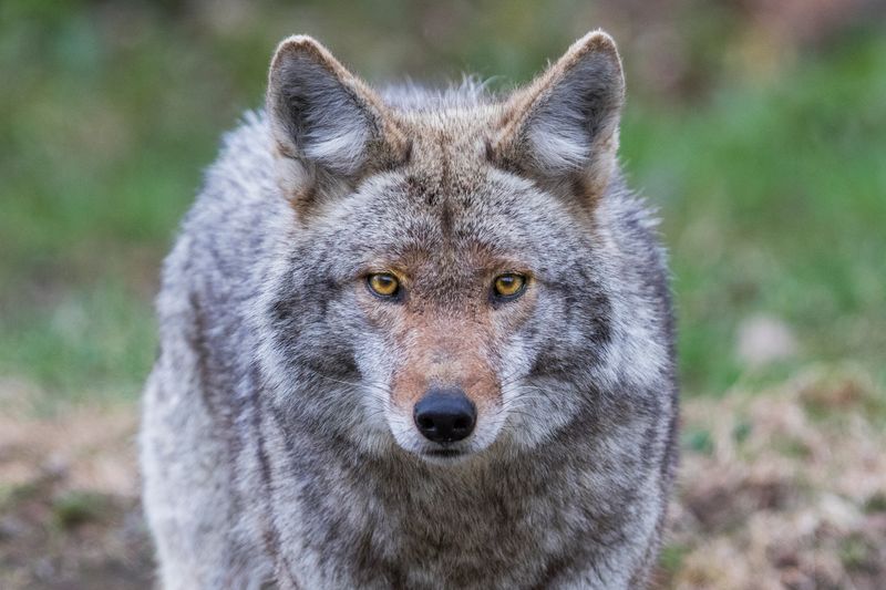 Coyote
