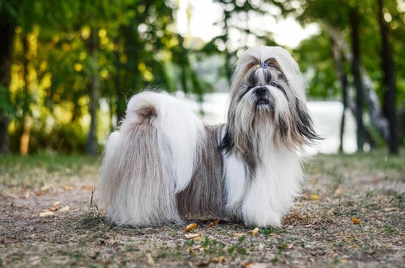 Shih Tzu