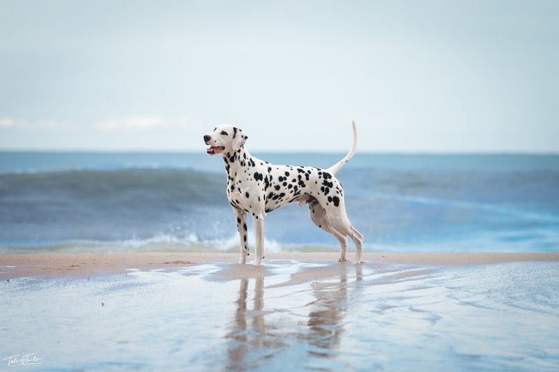 Dalmatians, Spotted Sunshine Lovers