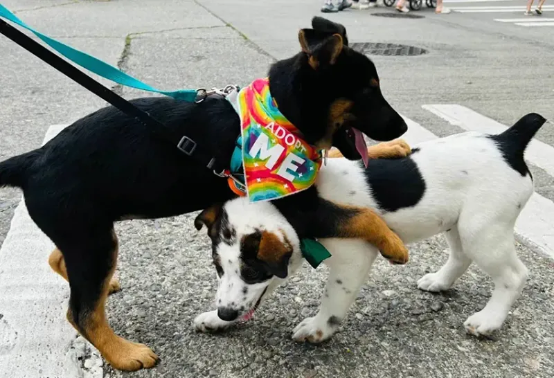 You're Part Of A Rescue Community