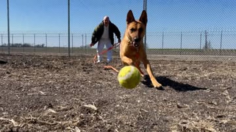 You Help Dogs Learn To Be Adoptable