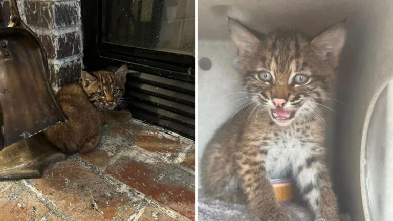 You Won’t Believe The True Identity Of The ‘Kitten’ That Took Shelter In A Kansas Home