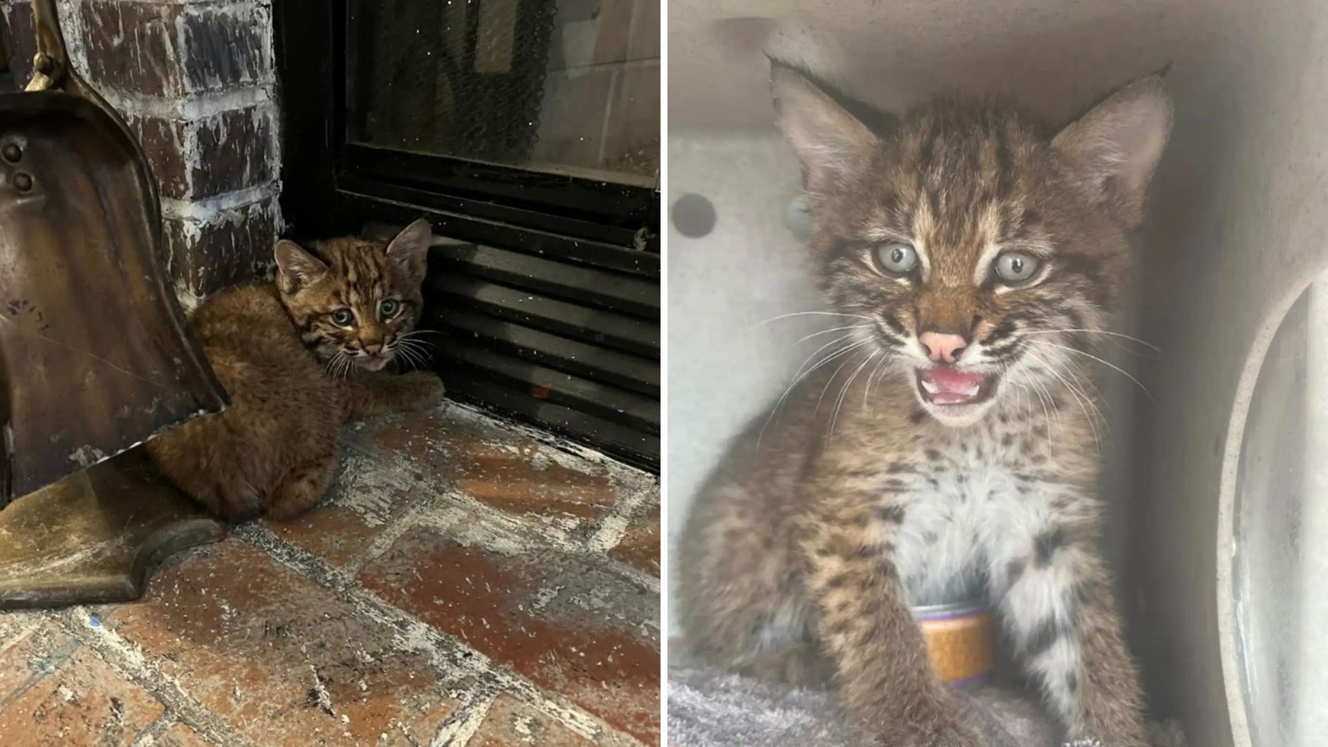 You Won’t Believe The True Identity Of The ‘Kitten’ That Took Shelter In A Kansas Home
