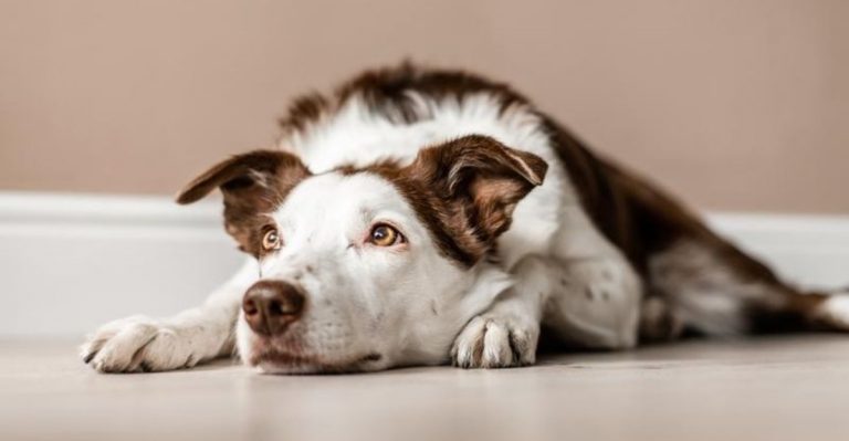 Your Dog’s Anxiety On July 4th Isn’t Just In Their Head, Here’s How To Help