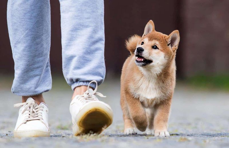 They're Your Gentle Guardian
