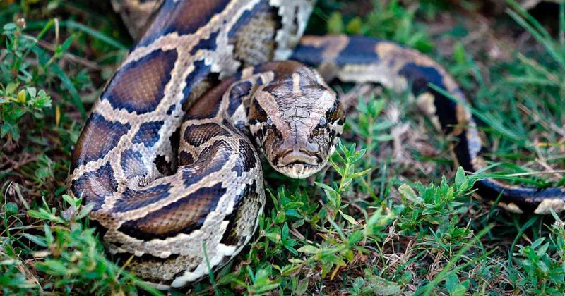Burmese Pythons: Florida's Unwelcome Giants