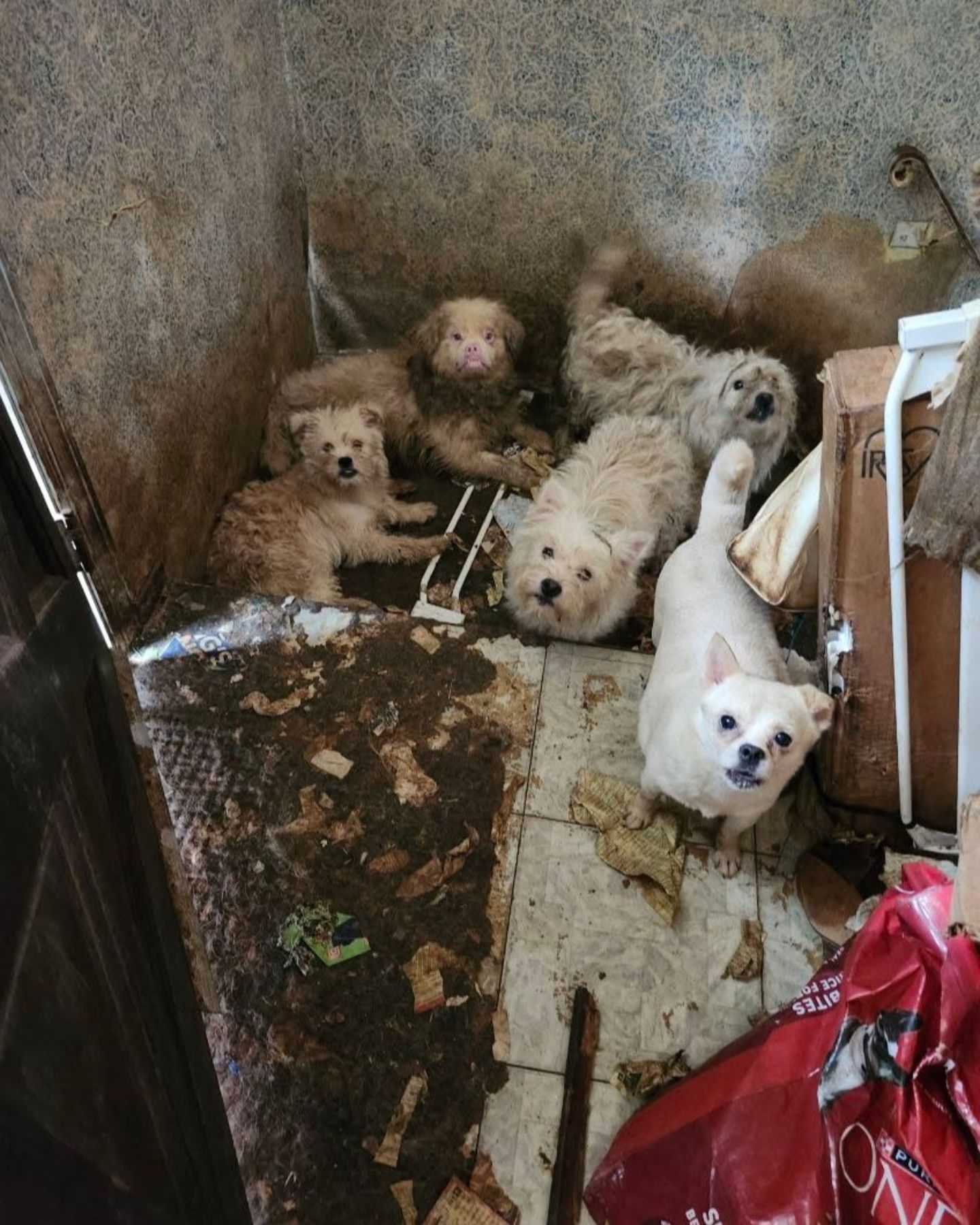 abandoned dogs in house