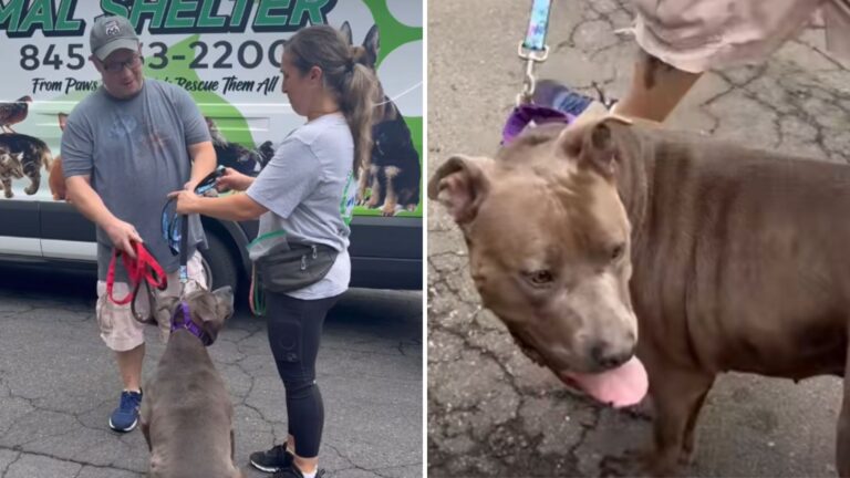 NY Shelter Dog Finally Finds A Home, And His Last Look Back Steals Millions Of Hearts