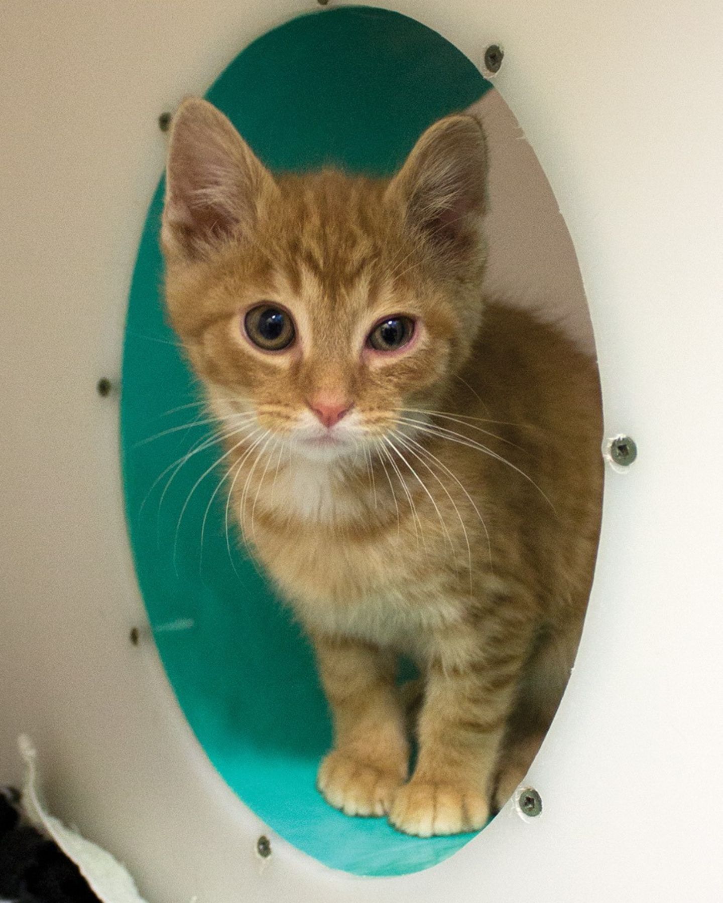 adopted kitten