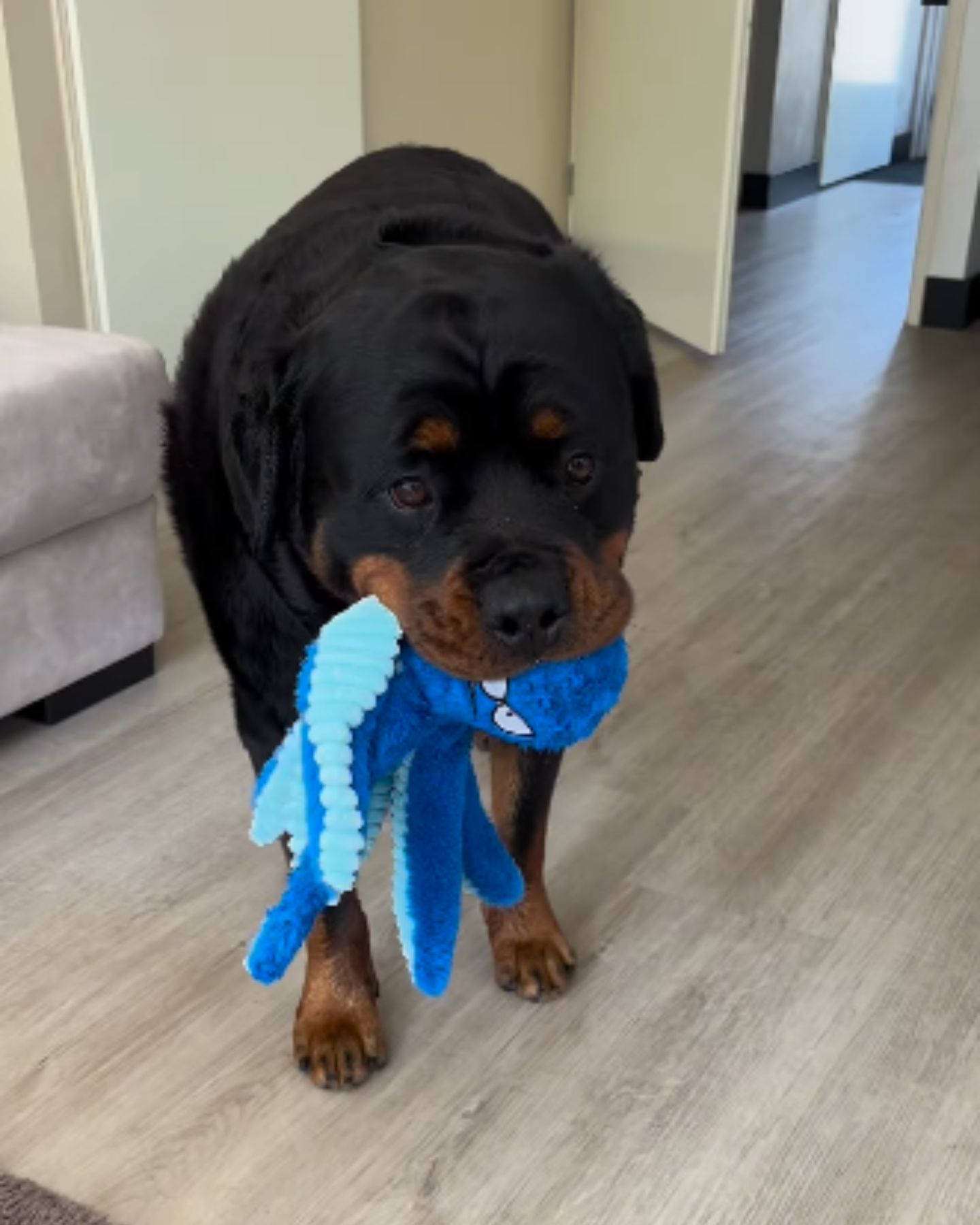 adorable Rottweiler