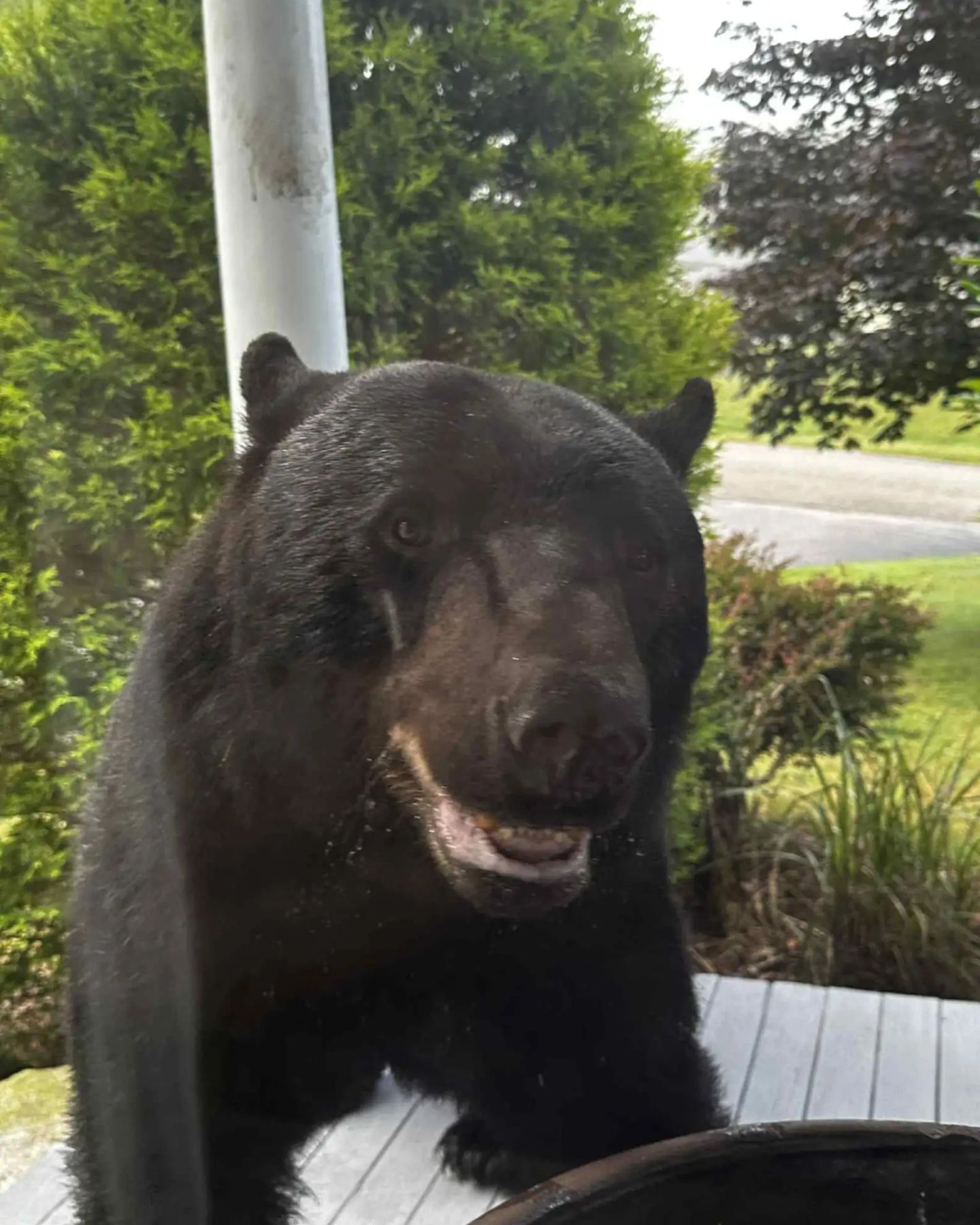 adorable bear