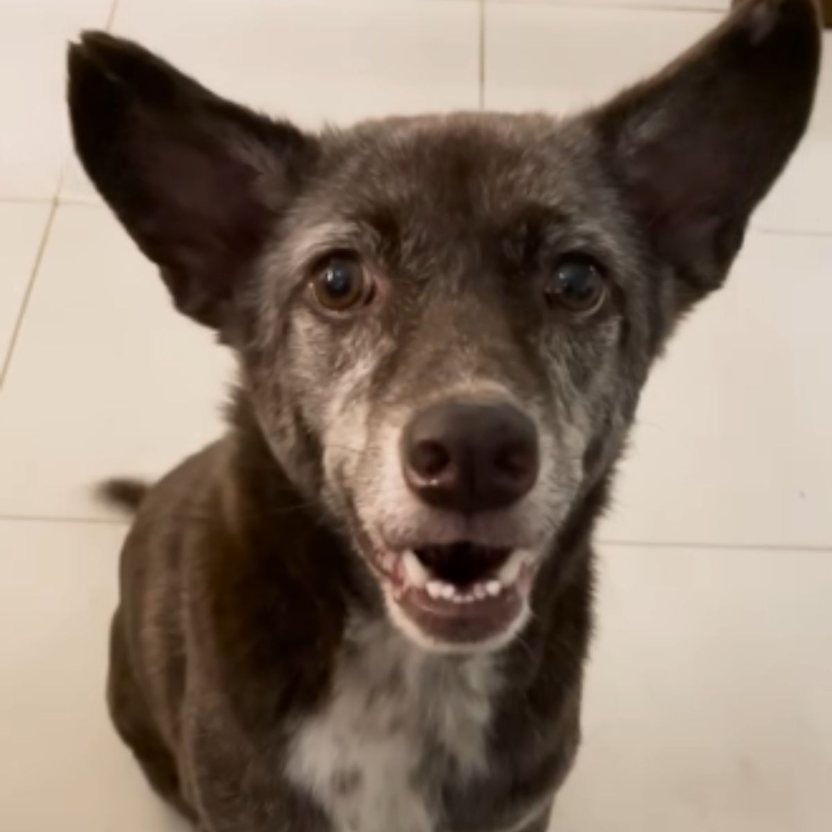 adorable black dog