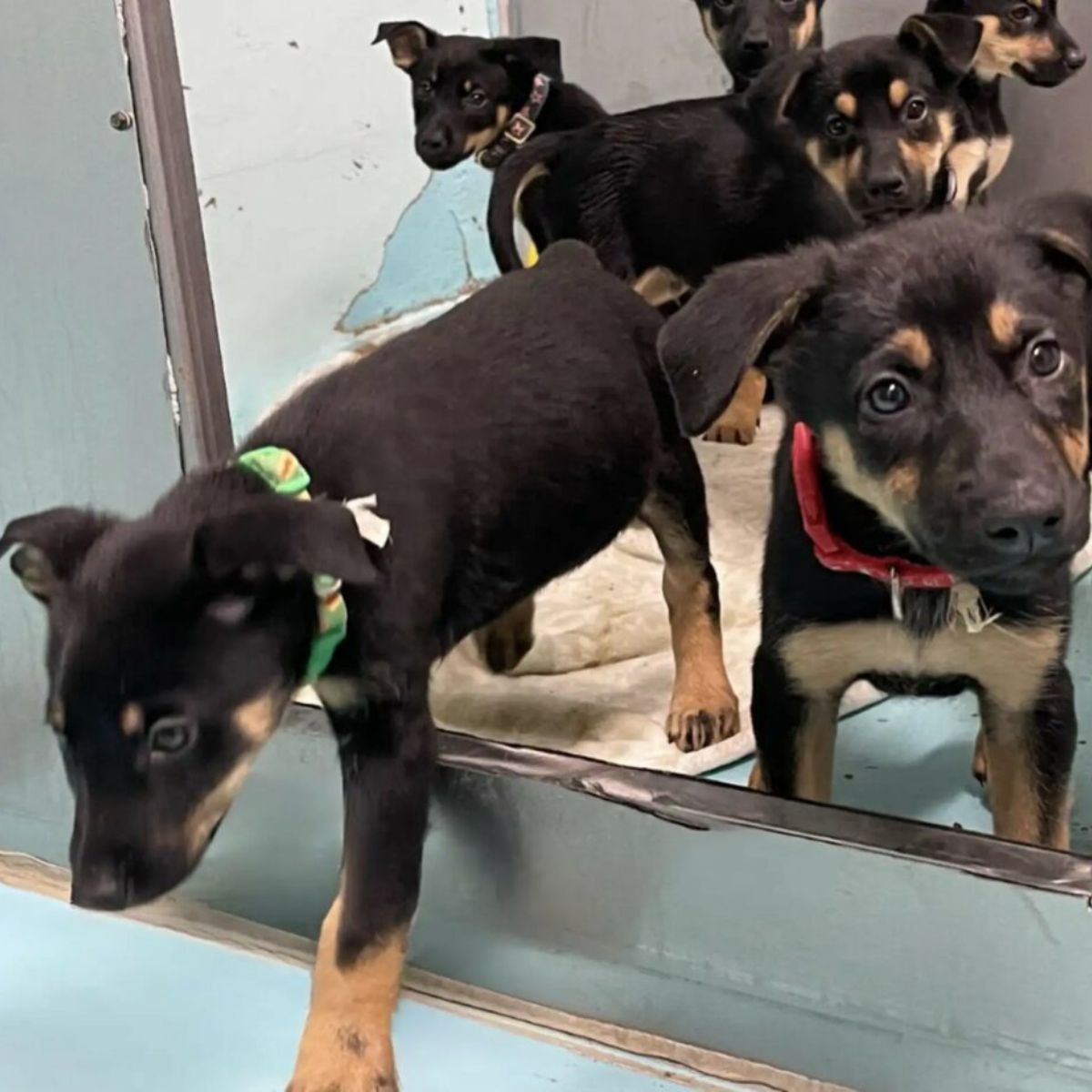 adorable black puppies