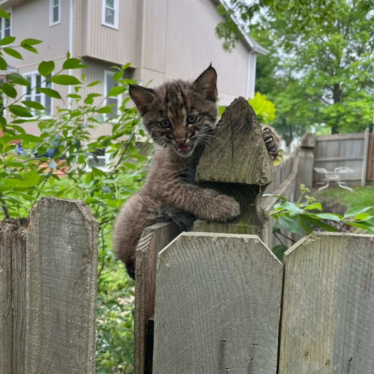 adorable bobcat