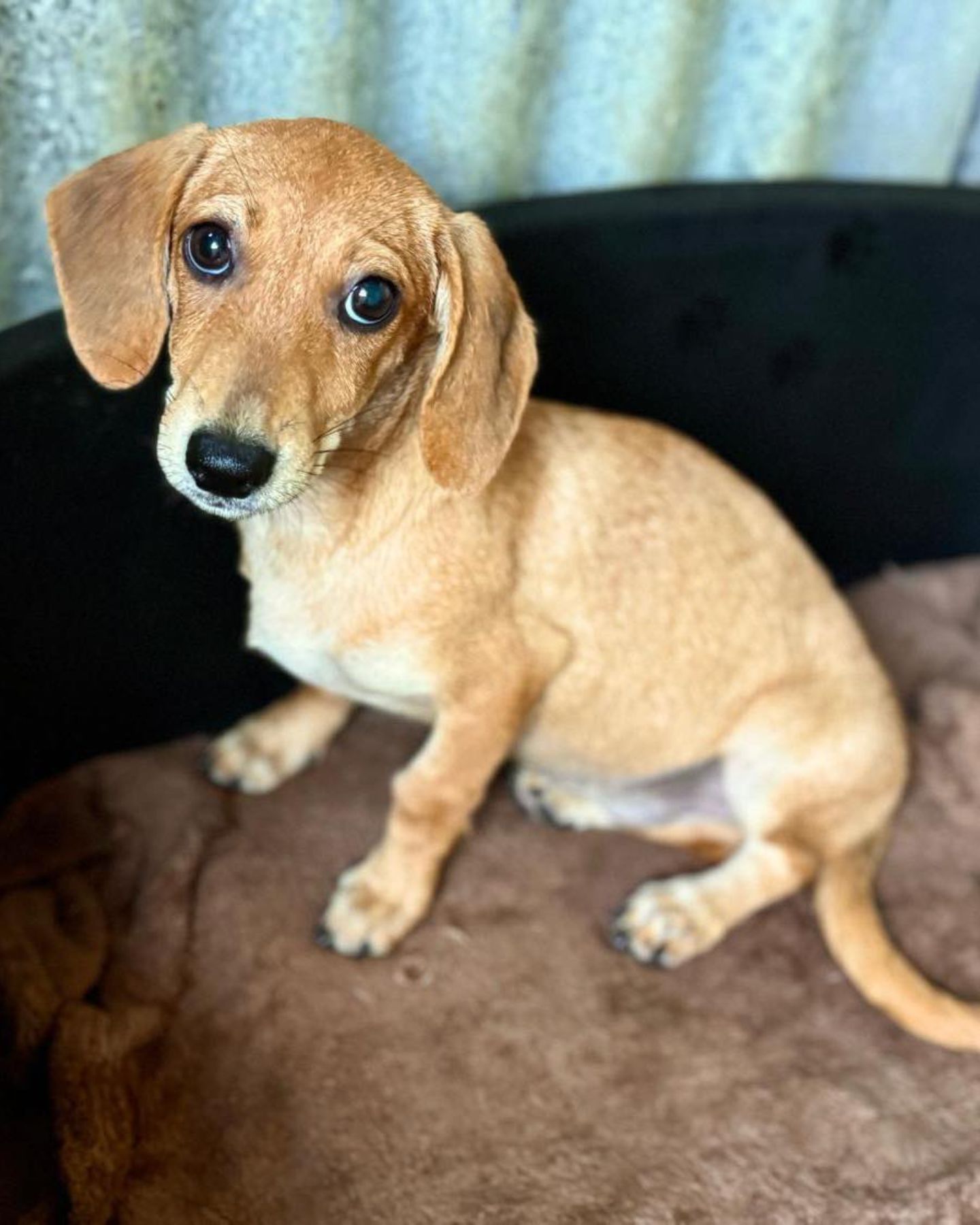 adorable brown dog