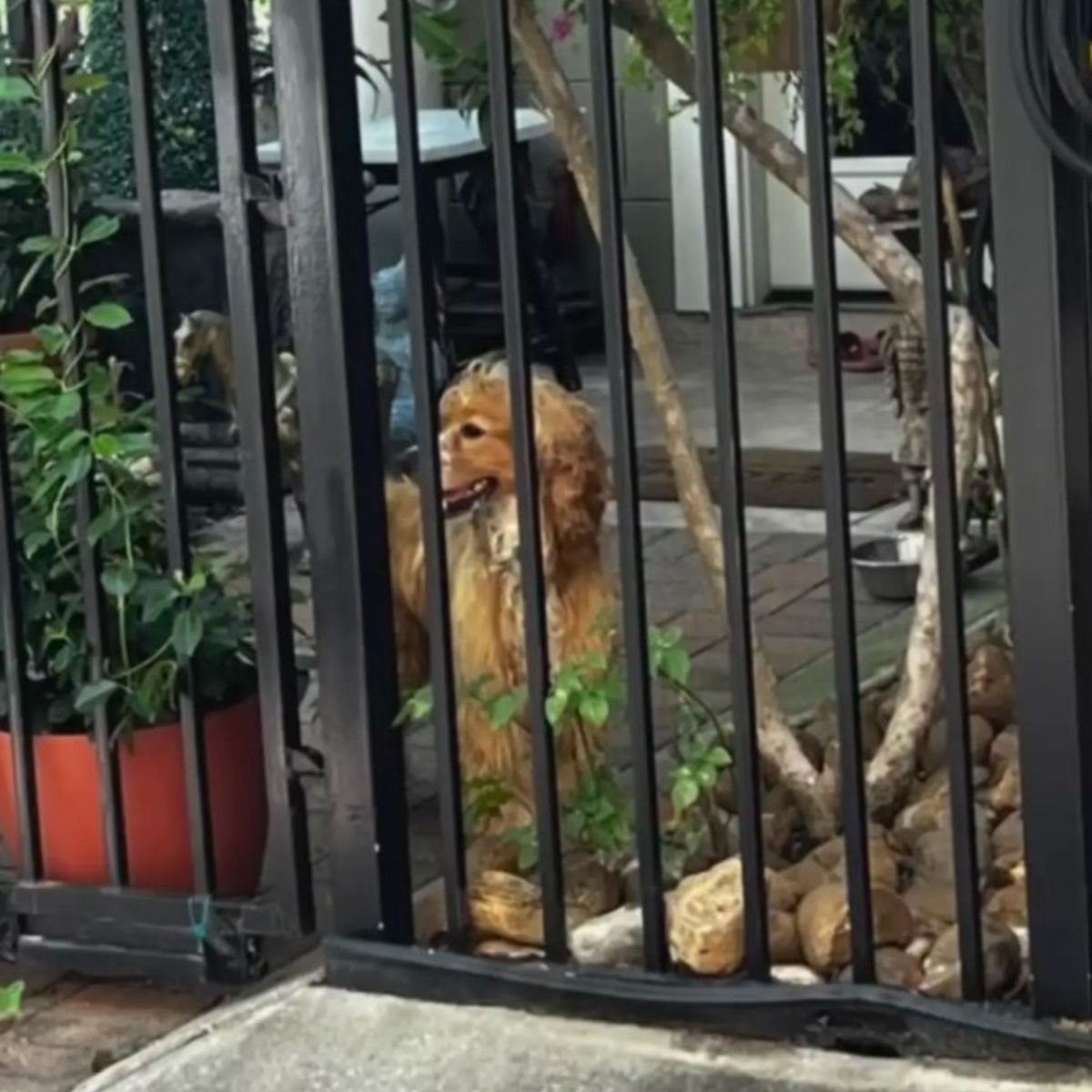 adorable brown dog
