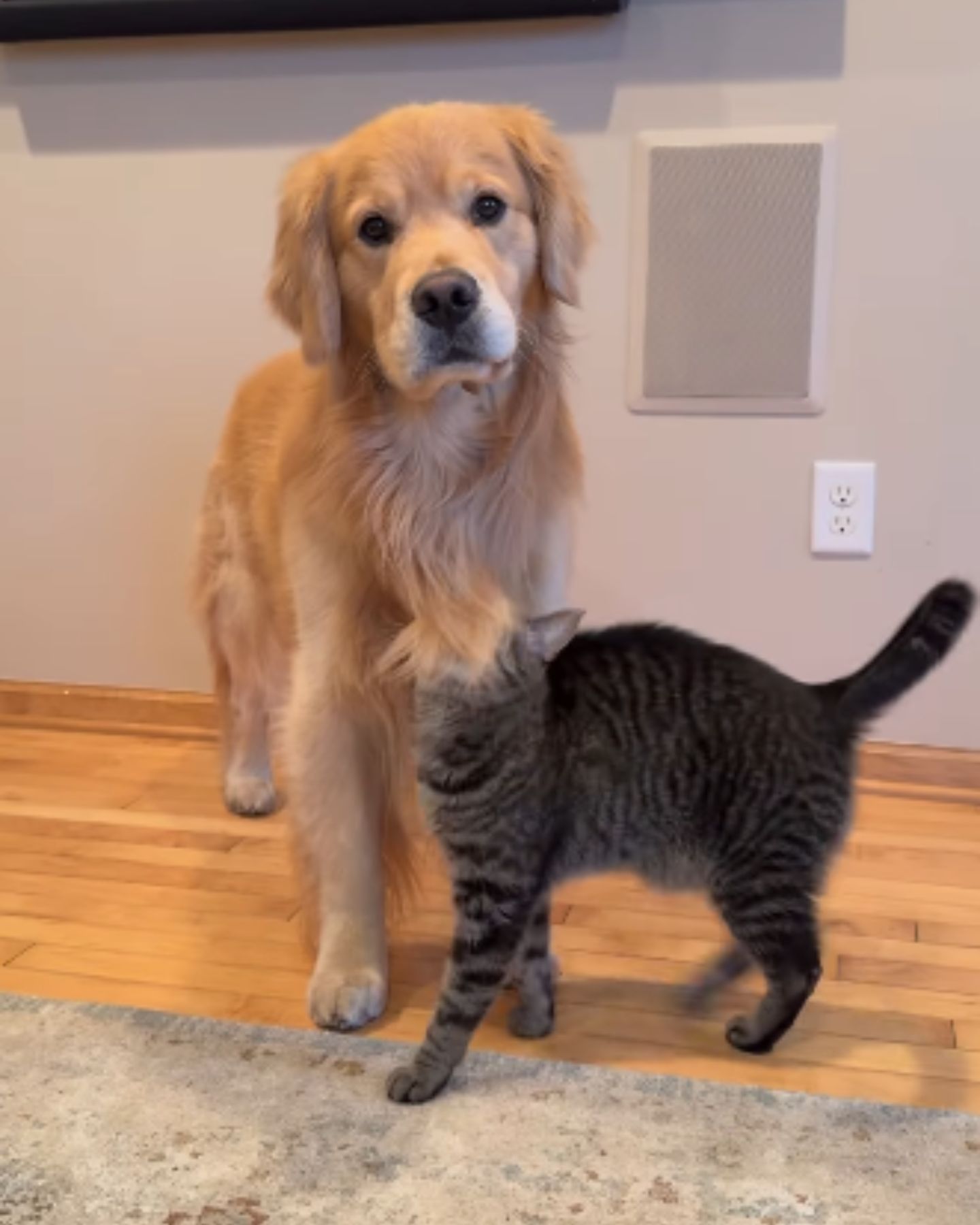 adorable cat and dog