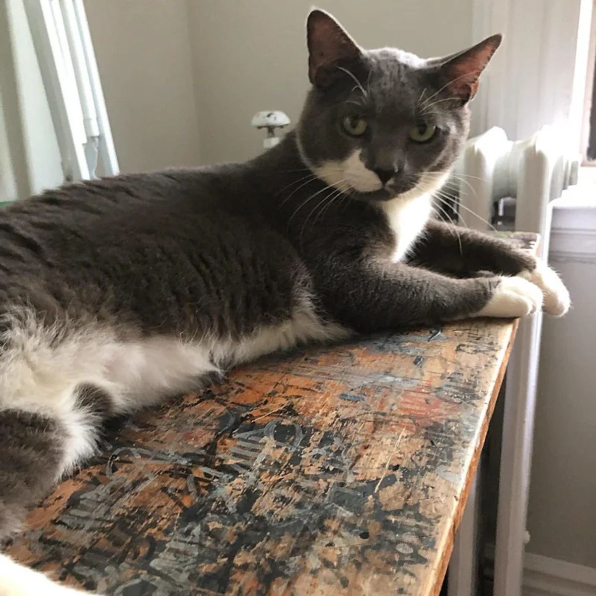 adorable cat