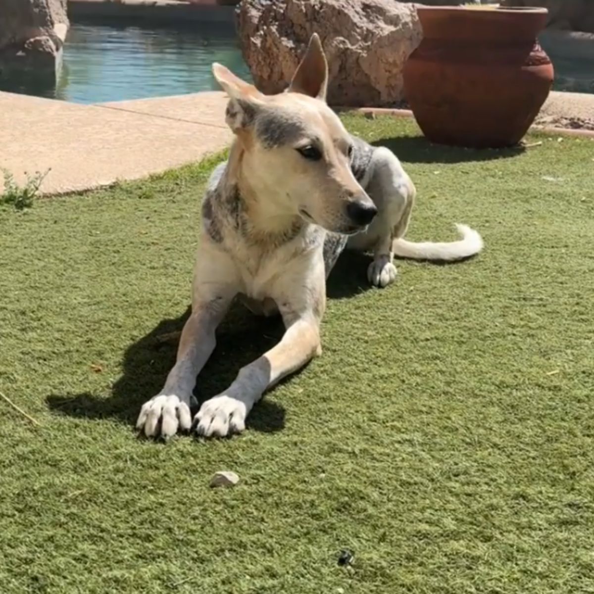 adorable coyote