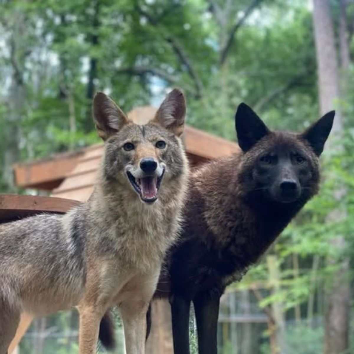 adorable coyotes
