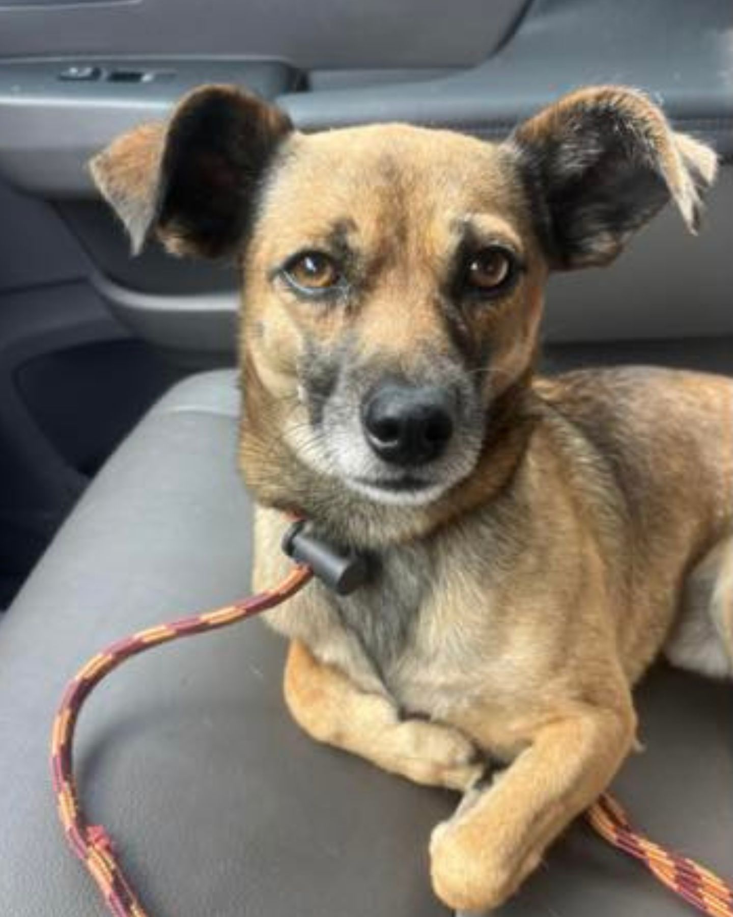 adorable dog in car