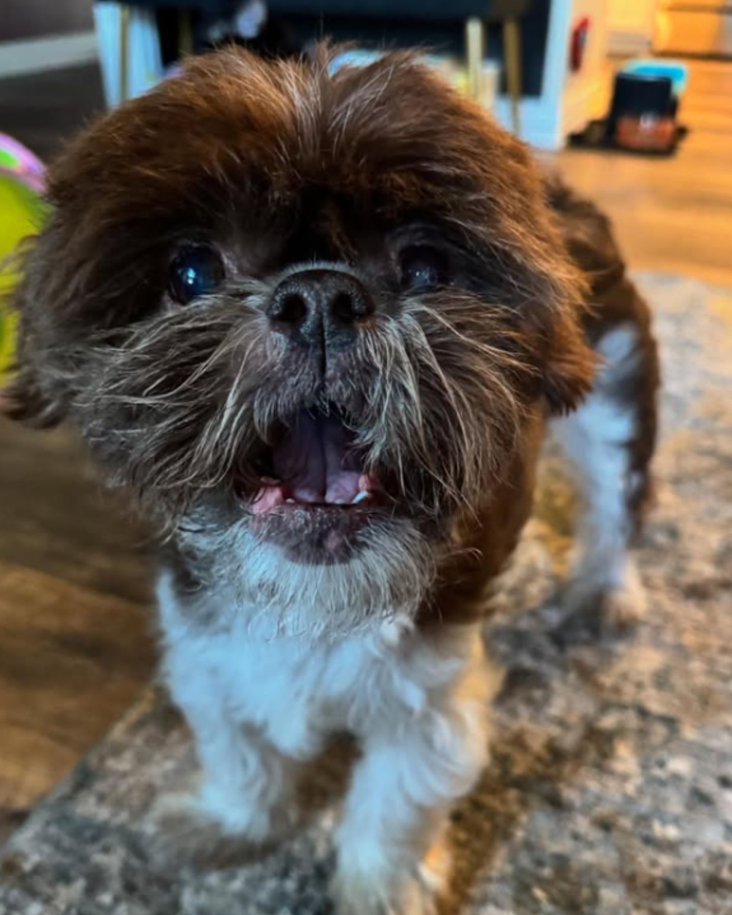 adorable dog in house