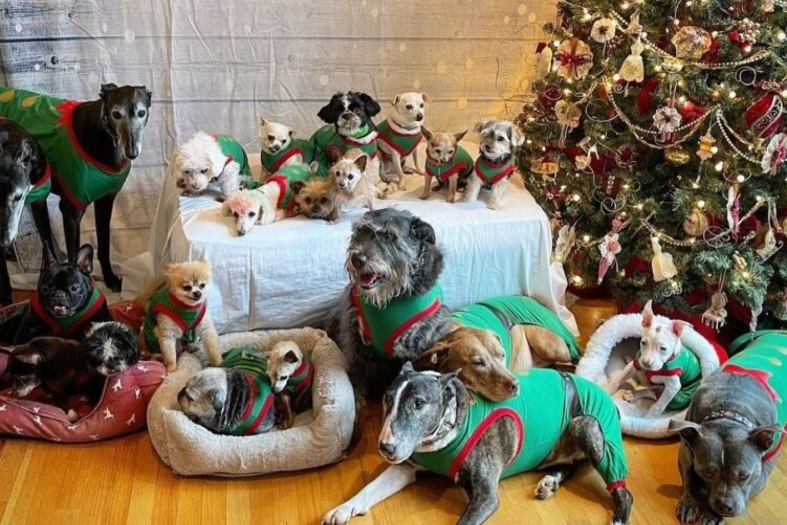adorable dogs in house