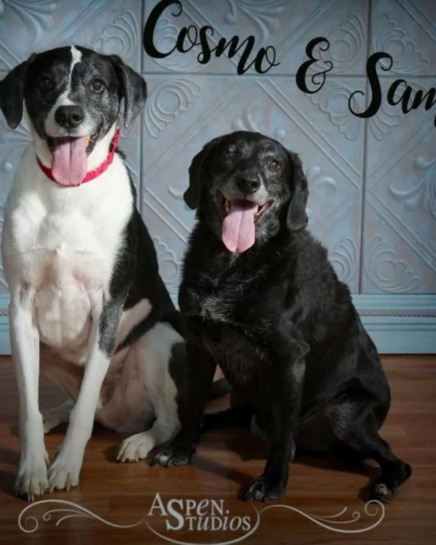 adorable dogs