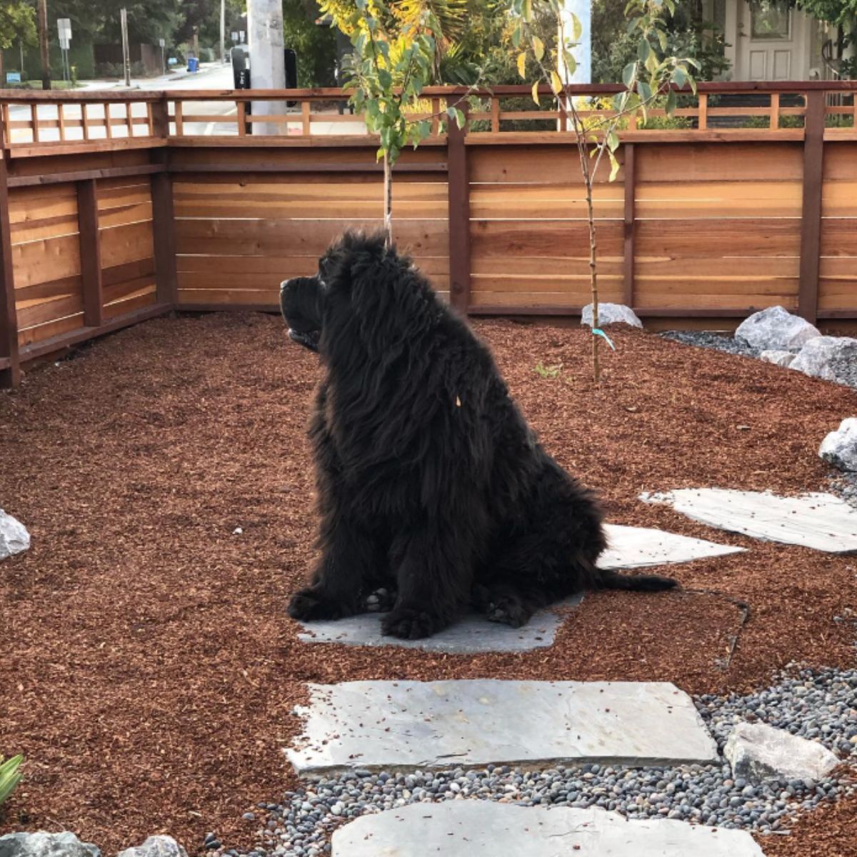 adorable giant dog