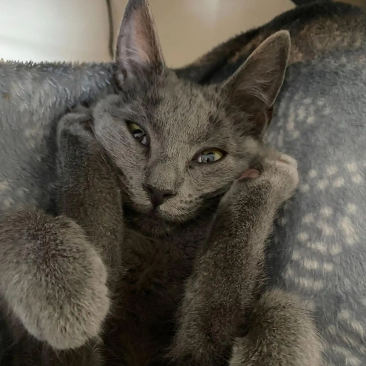 adorable gray cat