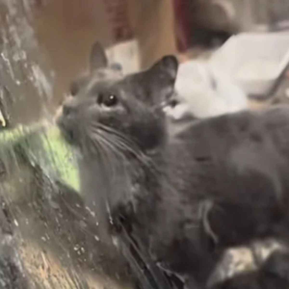 adorable gray cat