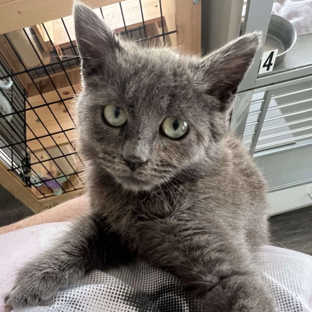 adorable gray kitten