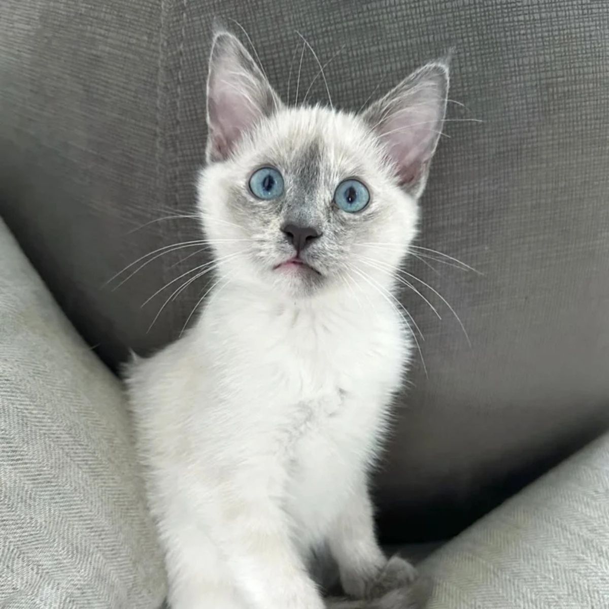 adorable kitten with blue eyes