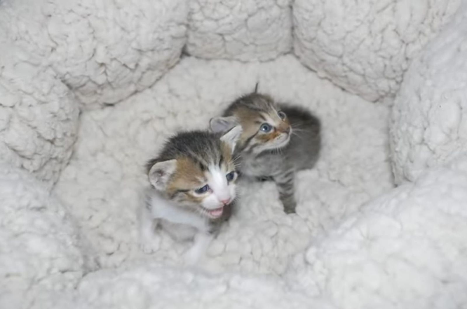 adorable kittens