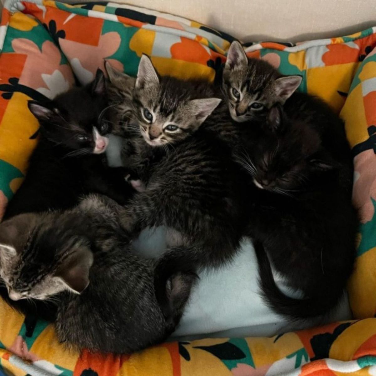 adorable kittens