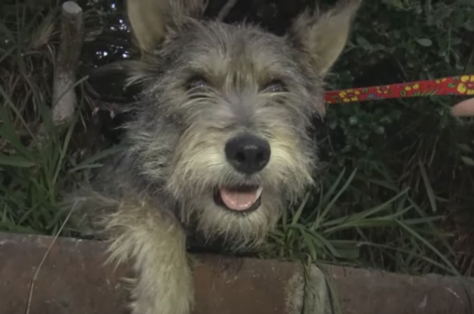 adorable mother dog